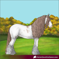 Horse Color:White Spotted Chestnut Snowcap 