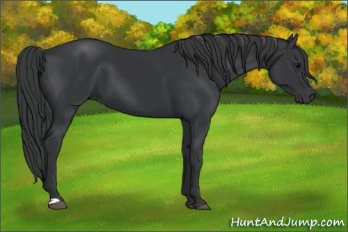 Horse Color:Black 