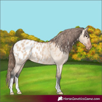 Horse Color:Bay Roan Dun Appaloosa