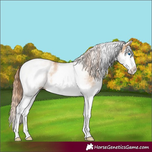 Horse Color:White Spotted Red Dun Splash