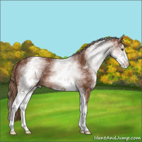 Horse Color:White Spotted Chestnut