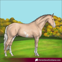 Horse Color:Silver Amber Champagne Sabino 