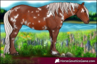 Horse Color:White Spotted Chocolate Silver Brown 