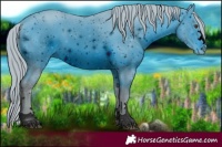 Horse Color:ERROR: UNKNOWN ANOMALY