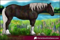 Horse Color:Midnight Silver Black Tobiano