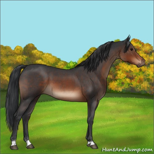 Horse Color:Brown Roan 