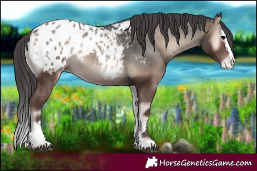 Horse Color:Blue Onyx Splash Appaloosa