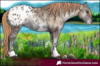 Horse Color:Blue Onyx Ice Pearl Tobiano Appaloosa Rabicano