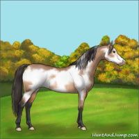 Horse Color:Bay Dun Frame Rabicano 