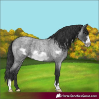 Horse Color:Blue Roan Frame
