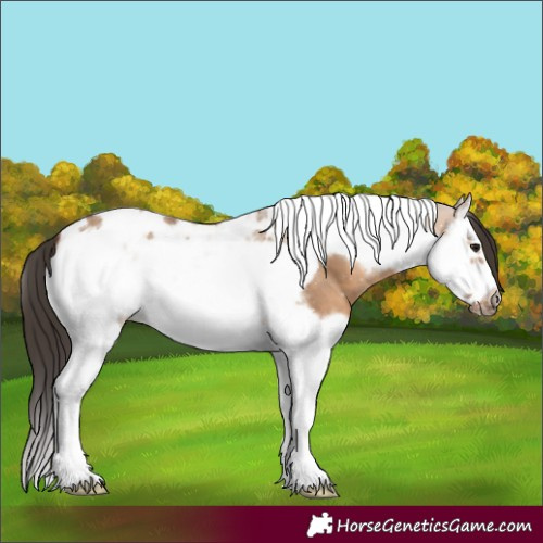 Horse Color:Bay Dun Splash Tobiano Frame 