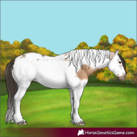 Horse Color:Bay Dun Splash Tobiano Frame