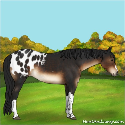 Horse Color:Gray Brown Appaloosa 