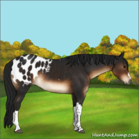 Horse Color:Gray Brown Appaloosa 