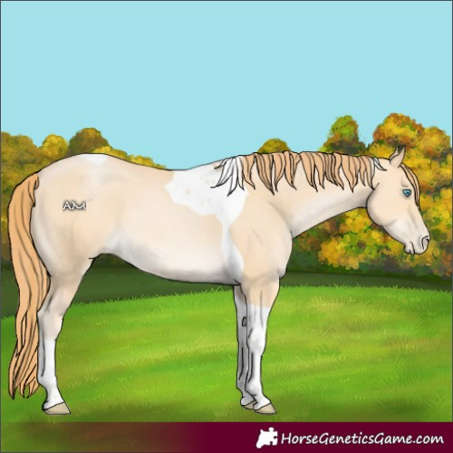 Horse Color:Buckskin Pearl Tobiano