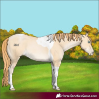 Horse Color:Buckskin Pearl Tobiano