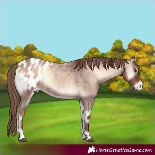 Horse Color:Red Onyx Roan Appaloosa Rabicano 
