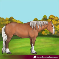 Horse Color:Silver Bay 