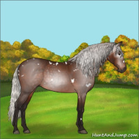 Horse Color:Gray White Spotted Silver Bay