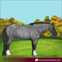 Horse Color:Blue Roan Rabicano