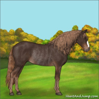 Horse Color:Liver Chestnut Rabicano