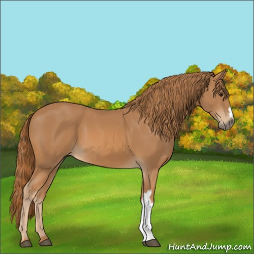 Horse Color:Unknown 