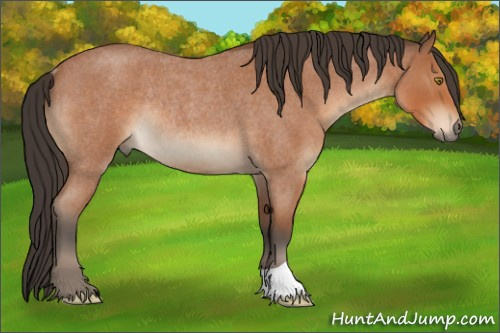 Horse Color:Brown Roan Rabicano