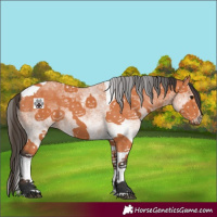 Horse Color:White Spotted Bay Tobiano