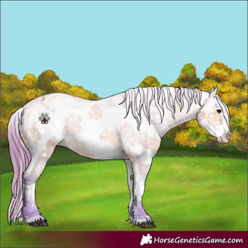 Horse Color:Watercolor White Spotted Bay Appaloosa 