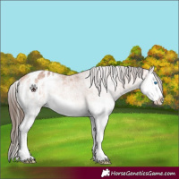 Horse Color:White Spotted Bay Splash Appaloosa 