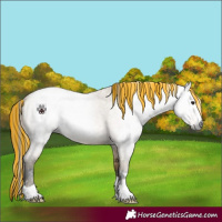 Horse Color:Gray Painted Plaid  Bay Roan Dun 