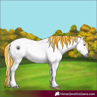 Horse Color:Gray Painted Plaid  Bay Roan Dun 