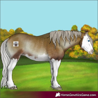Horse Color:Silver Bay Onyx Splash Rabicano 