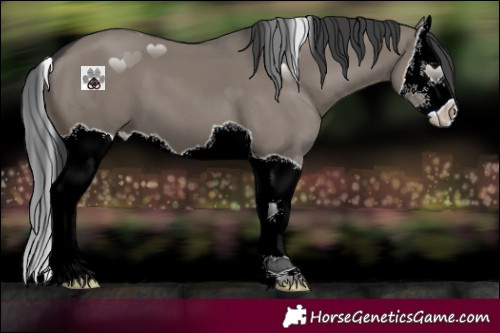 Horse Color:Grullo Splash 