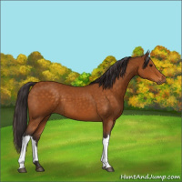 Horse Color:Buckskin 