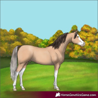 Horse Color:Amber Champagne Splash 