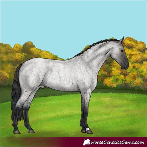 Horse Color:Grullo Roan 