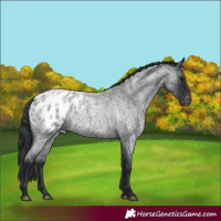 Horse Color:Blue Roan Appaloosa