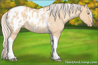 Horse Color:Silver Amber Champagne Roan Dun Splash Tobiano Frame Appaloosa Rabicano
