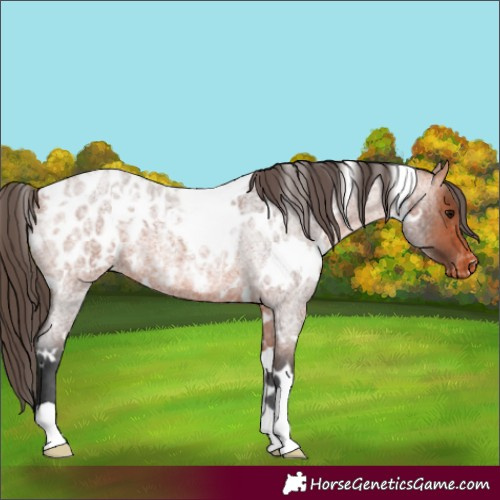Horse Color:White Spotted Bay Roan Appaloosa