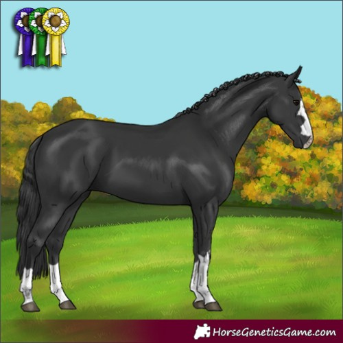 Horse Color:Black 