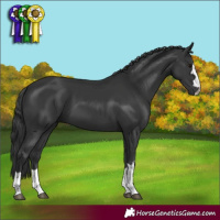 Horse Color:Black 
