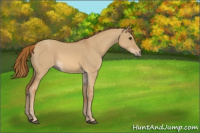 Horse Color:Red Dun 