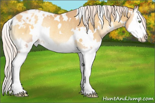 Horse Color:White Spotted Gold Cream Champagne Onyx Splash Appaloosa Rabicano 
