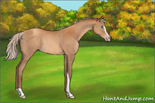 Horse Color:Gray Silver Sable Champagne Sabino Rabicano 