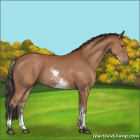 Horse Color:White Spotted Bay 
