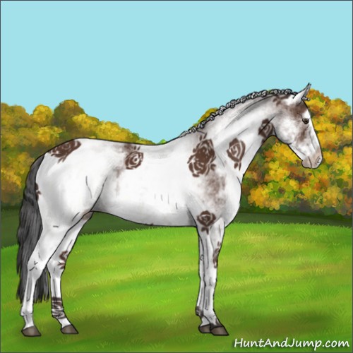 Horse Color:White Spotted Bay 