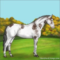 Horse Color:White Spotted Bay 