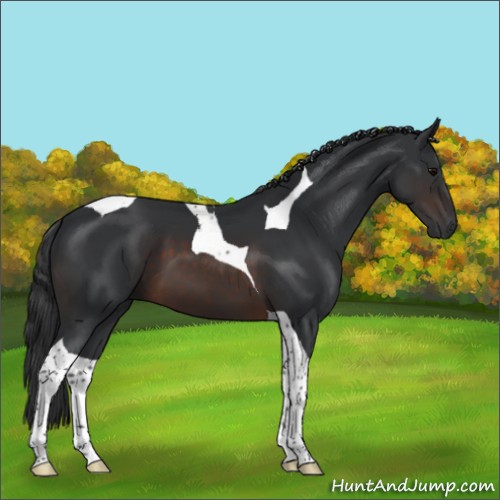Horse Color:Brown Tobiano 