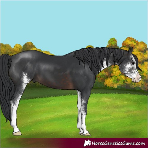 Horse Color:Brown Sabino 